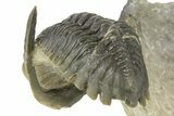 Curled Hollardops Trilobite - Orange Eye Preservation #309214-1